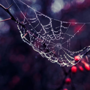 Spider's web