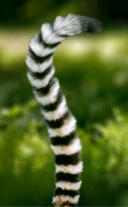 Lemur tail