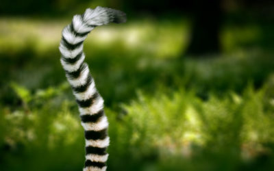 How to Find Long-Tail Keywords With Low SEO Difficulty