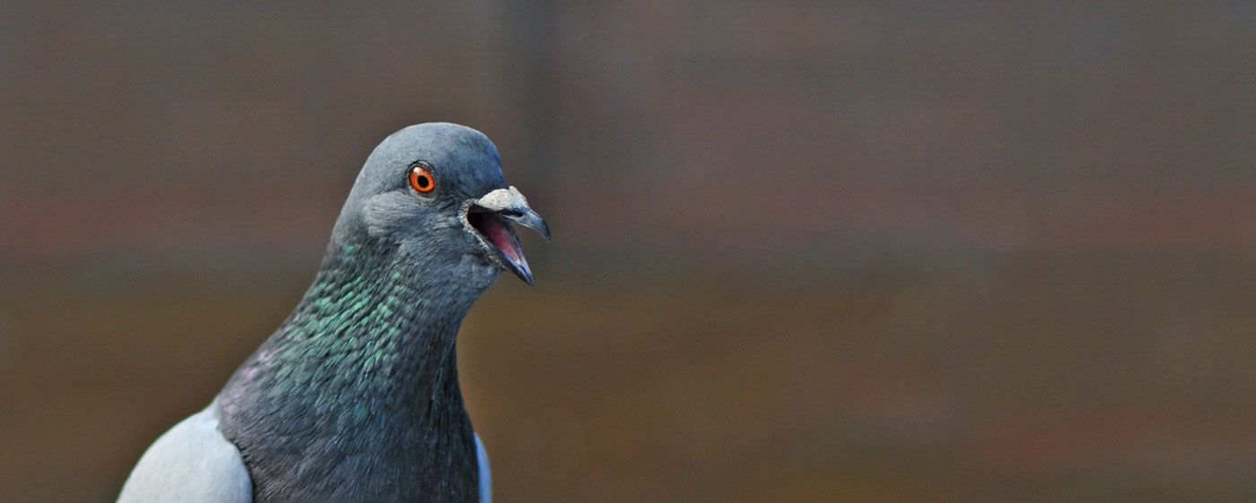 Pigeon